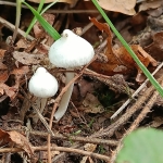 L1 en L2 naar het bos