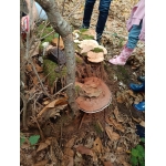 L1 en L2 naar het bos